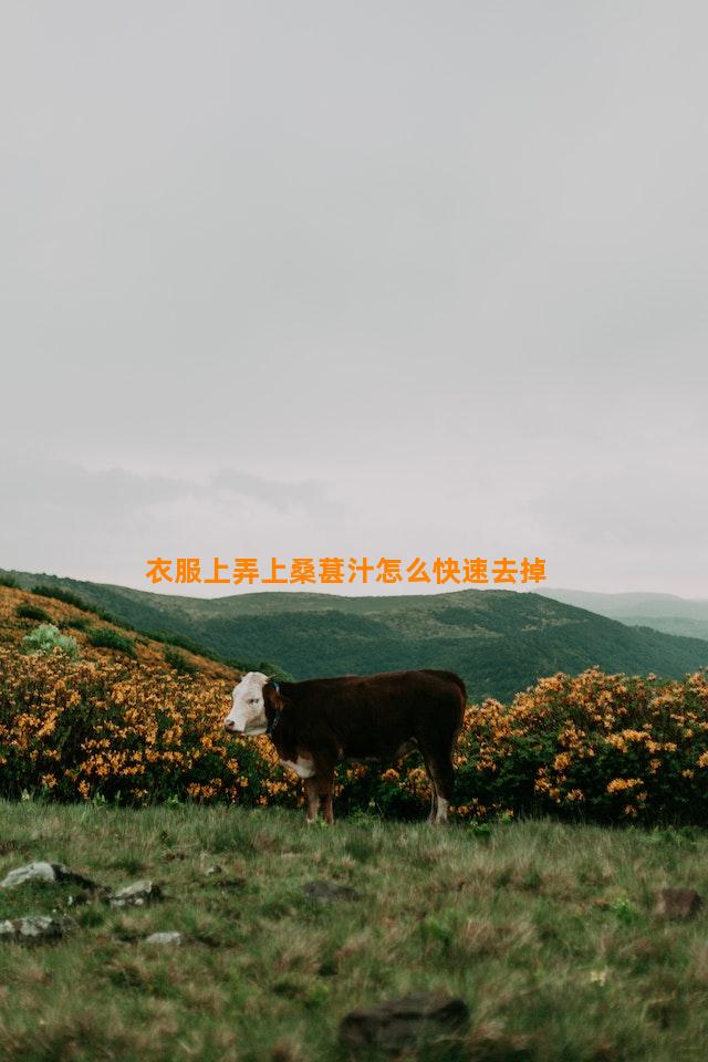 衣服上弄上桑葚汁怎么快速去掉