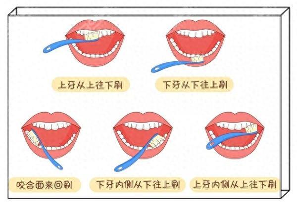 刷牙的正确的方式