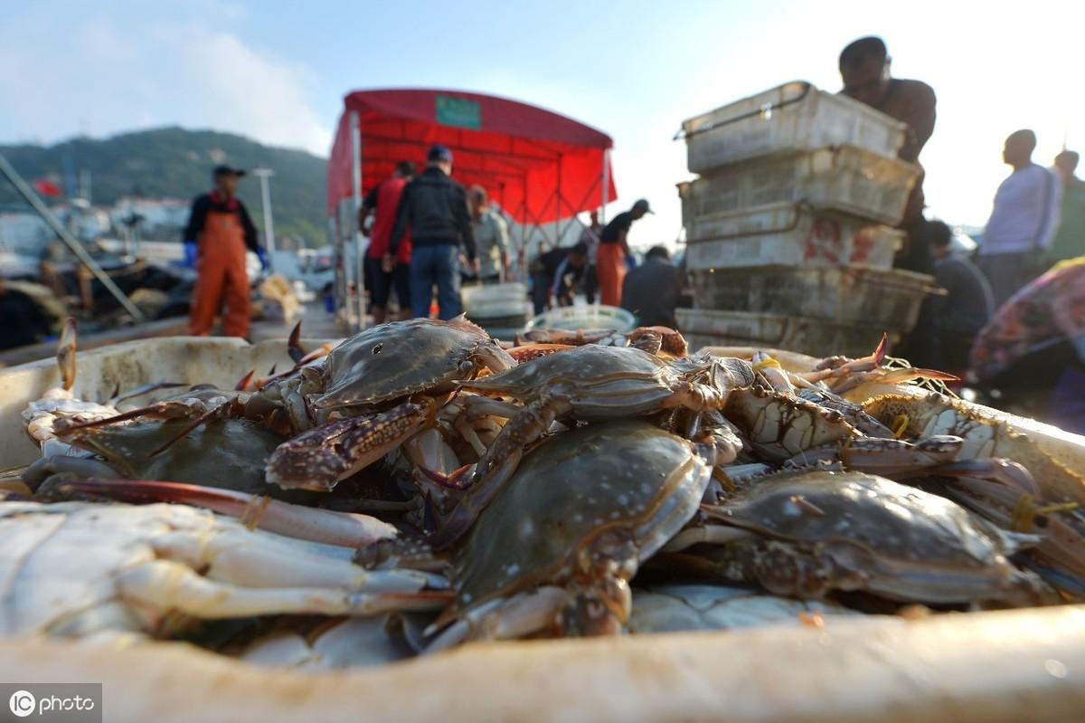 梭子蟹是高热量食物吗