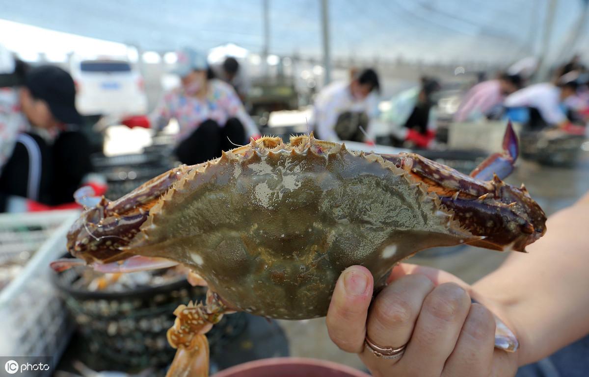 梭子蟹是高热量食物吗