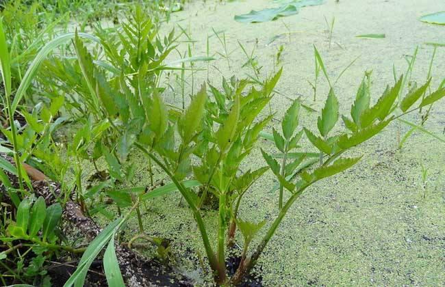 中药材水芹介绍