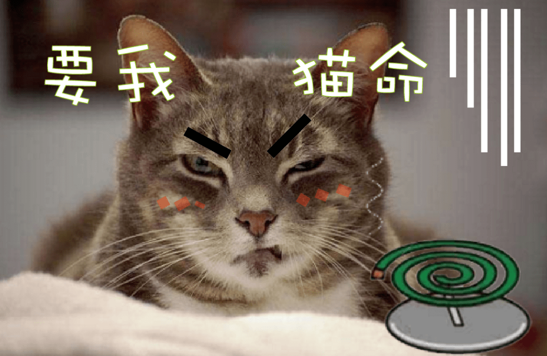 猫咪误食这些东西真的很危险!