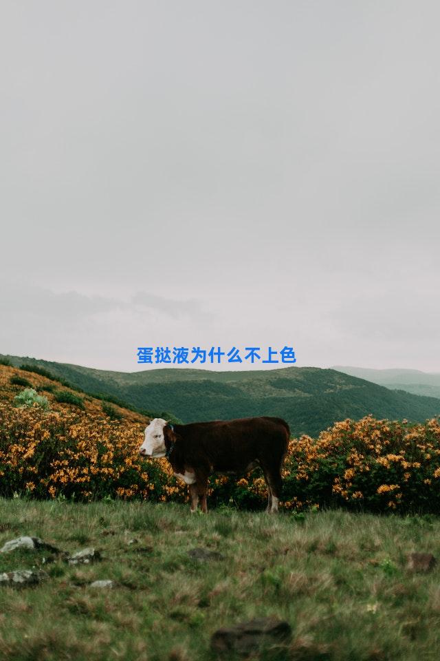 蛋挞液为什么不上色