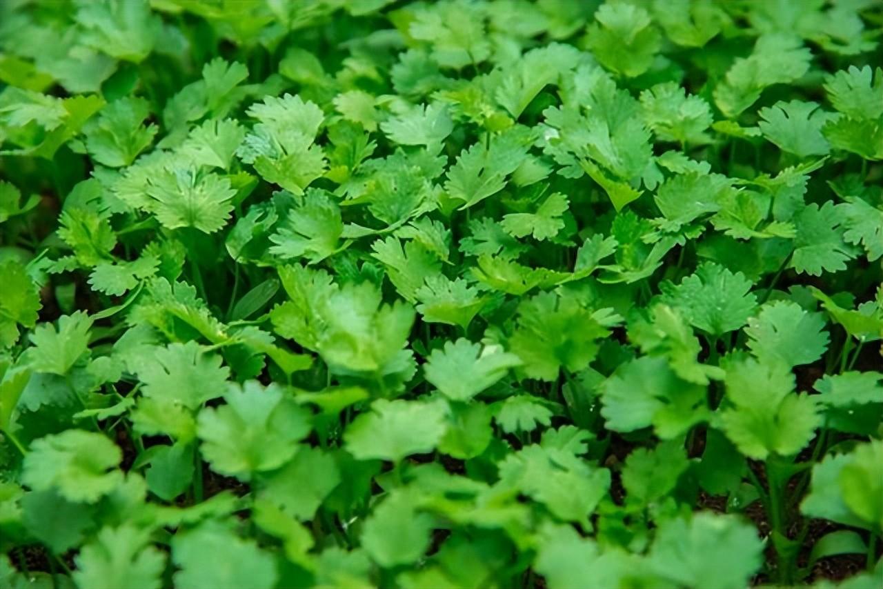 芫荽作用及食用方法