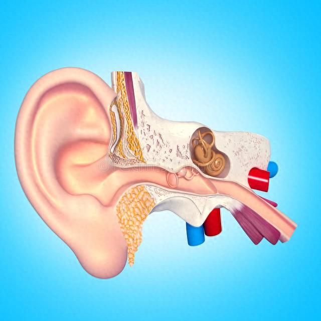 耳朵经常耳鸣什么原因