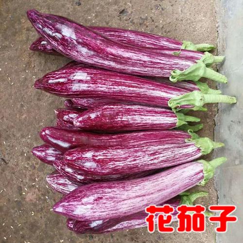 花茄子介绍