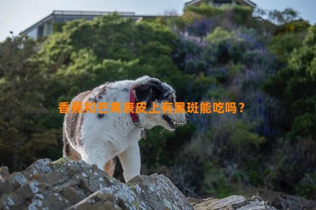 香蕉和芒果表皮上有黑斑能吃吗？