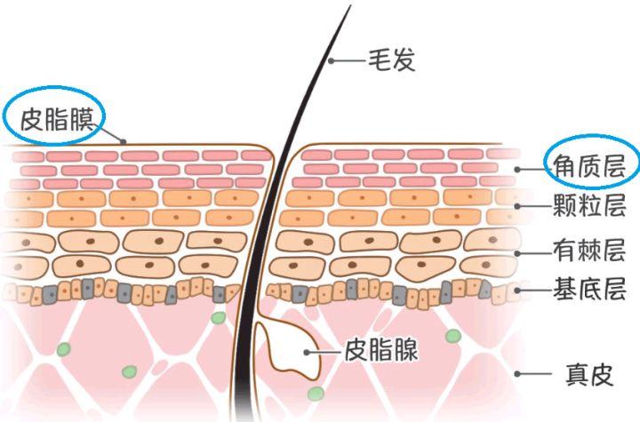 秋天皮肤干燥起皮怎么保养