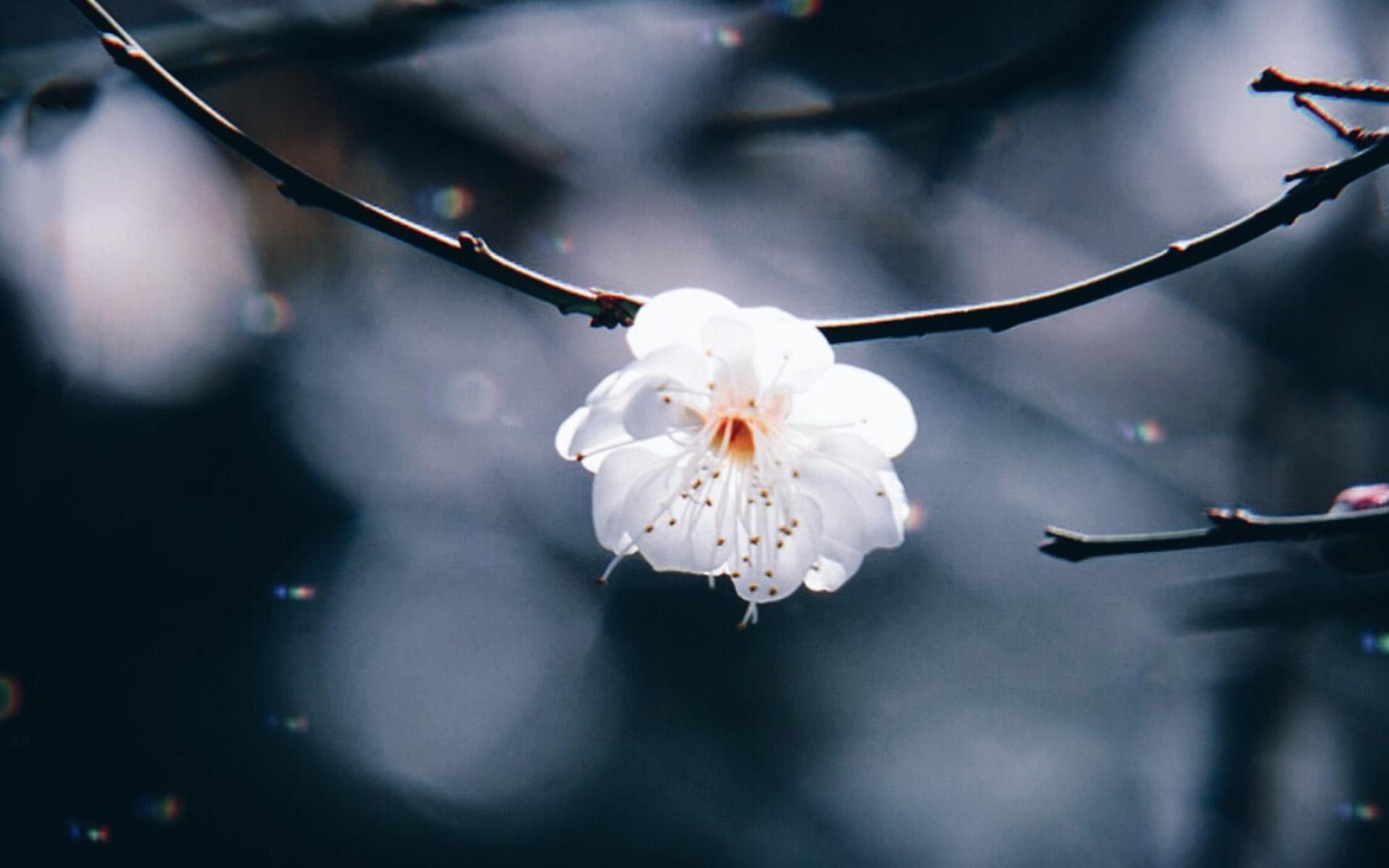 情人节表白的诗句