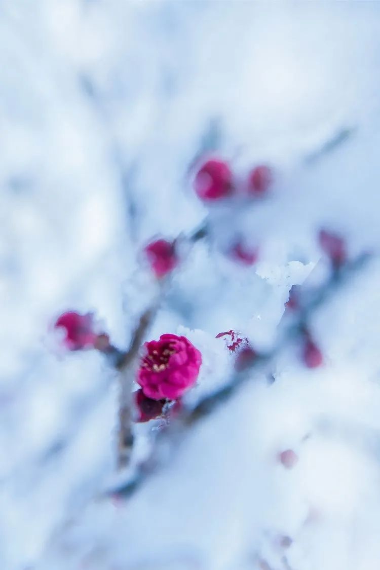 写大雪美景的古诗