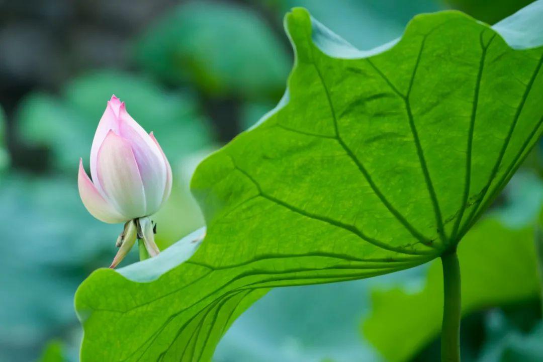 荷花诗词三十首