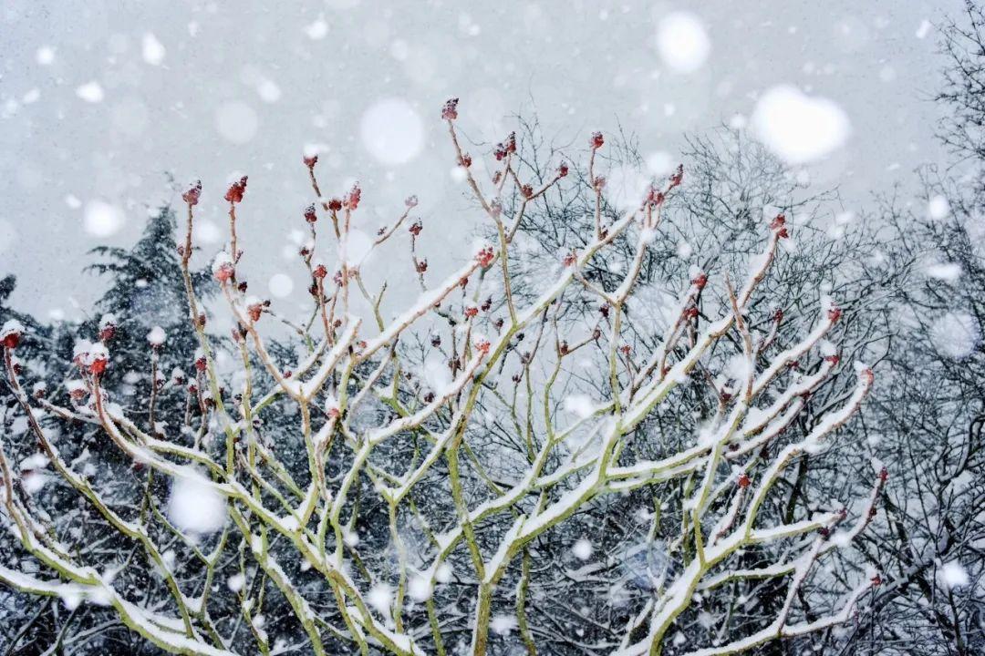 下冬雪的古诗36首