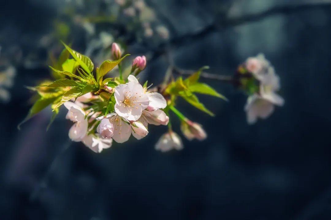 春花最美30首诗词