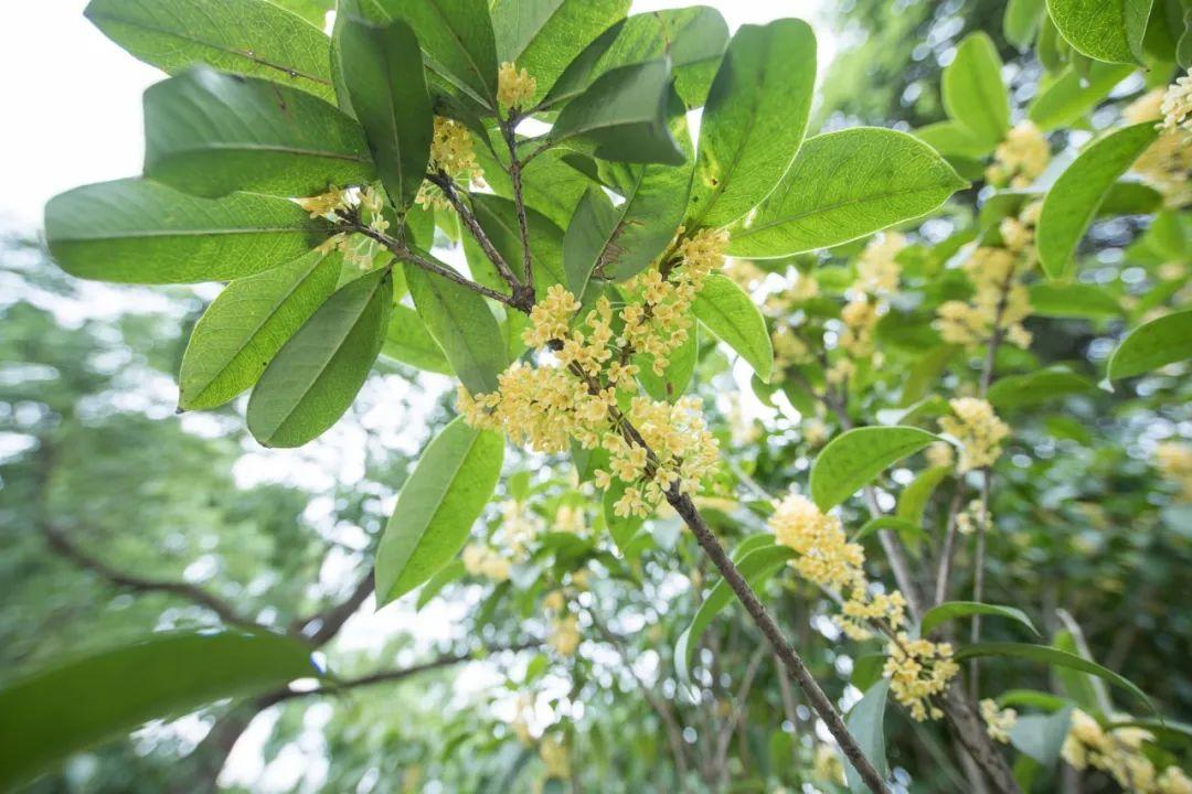 桂花的绝美诗句精选10首