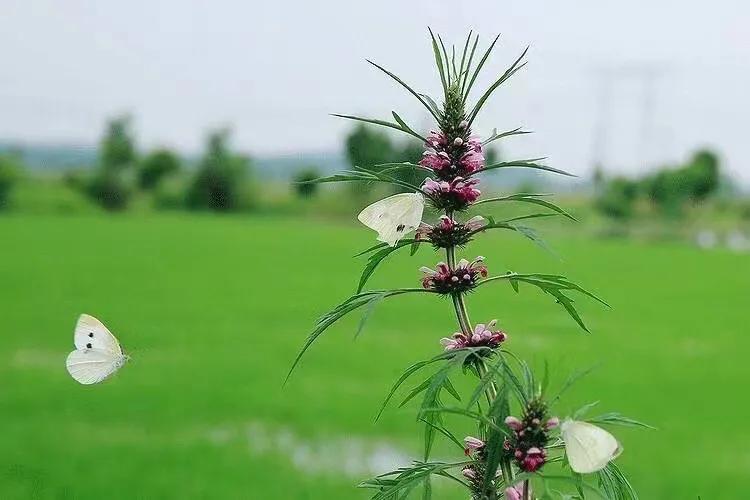 24节气之小满诗词