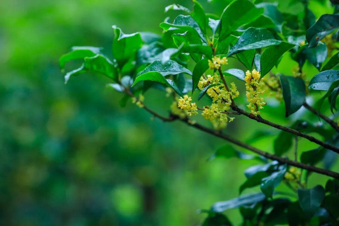 桂花的绝美诗句精选10首