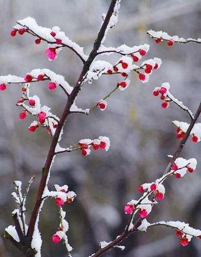 100句超美的关于雪的诗词