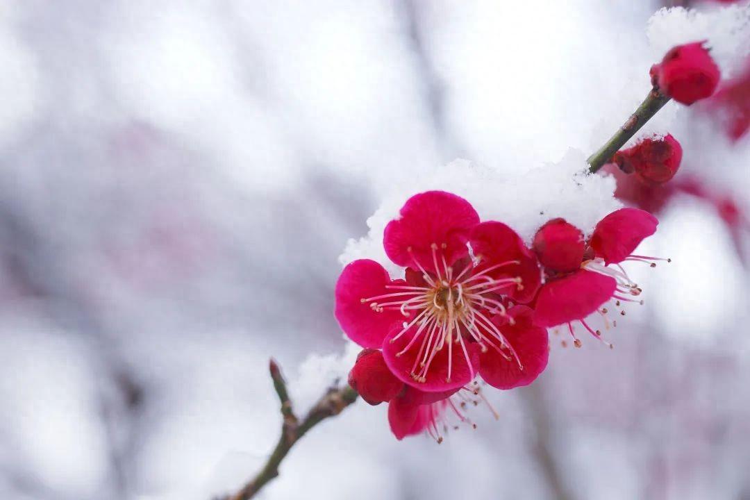 5首梅花古诗原文翻译及赏析