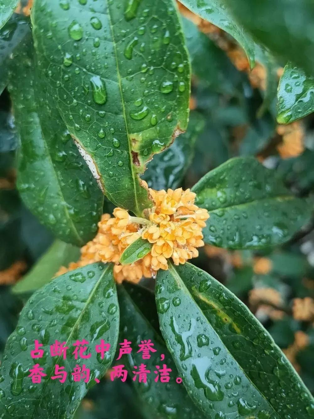 最经典桂花诗33首