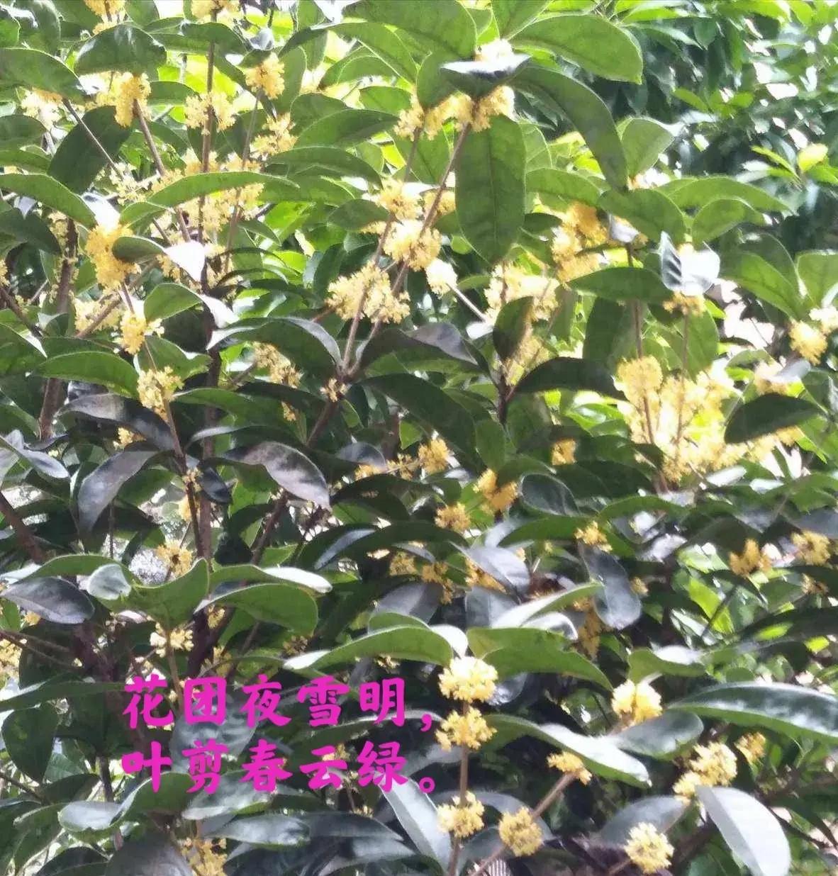 最经典桂花诗33首