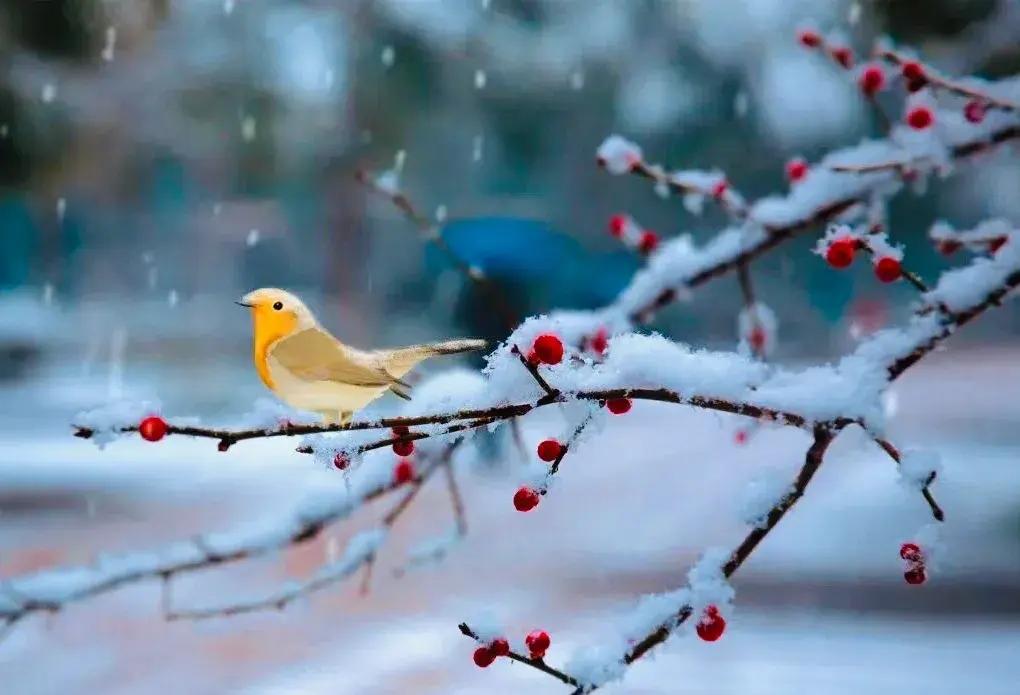 24节气之小雪