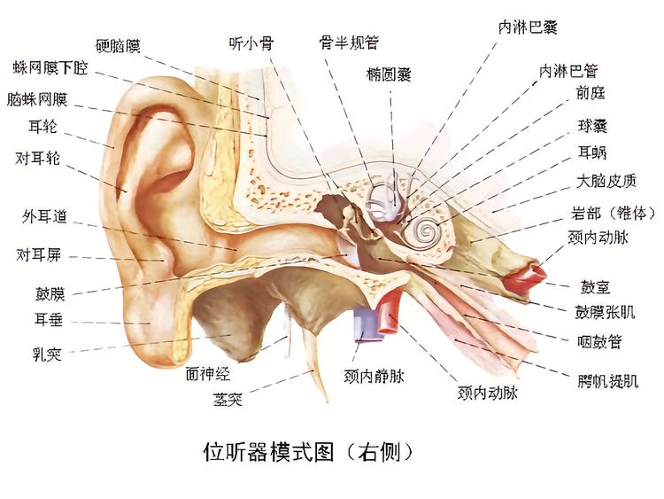 卫校一年的学费是多少？有哪些课程？