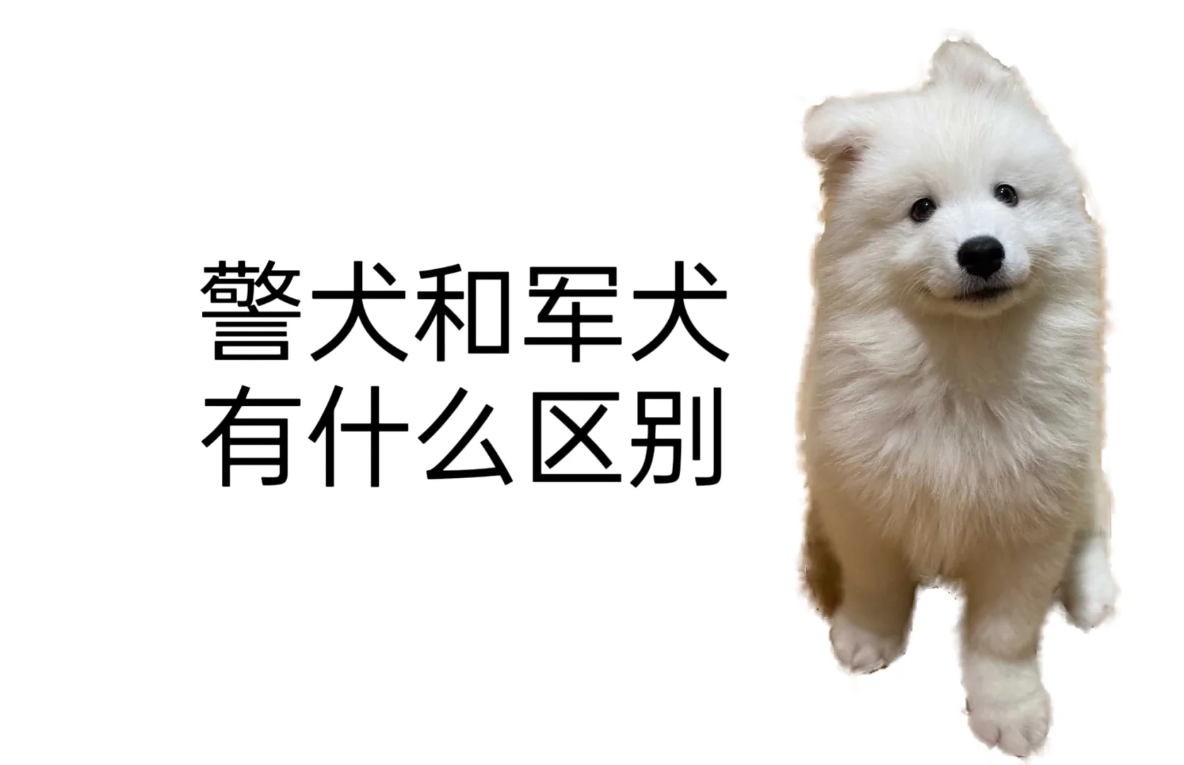 军犬和警犬都挺帅，但是有啥区别呢？