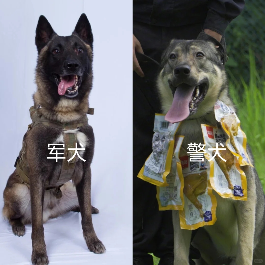 军犬和警犬都挺帅，但是有啥区别呢？