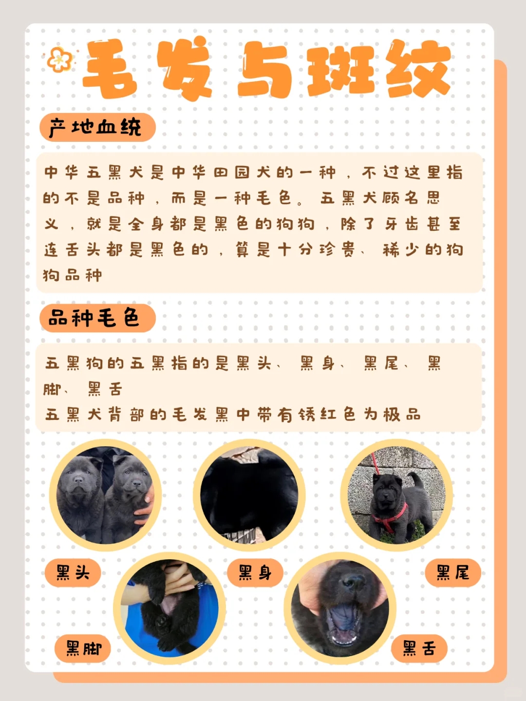 身价猛涨的五黑犬你家有吗