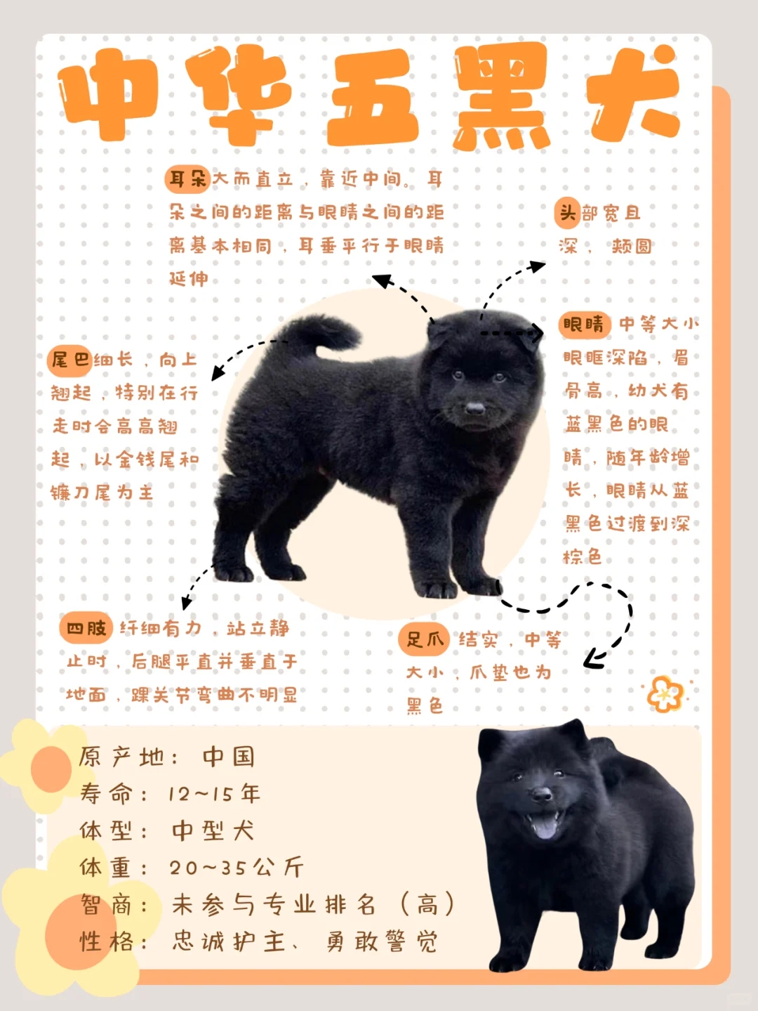 身价猛涨的五黑犬你家有吗