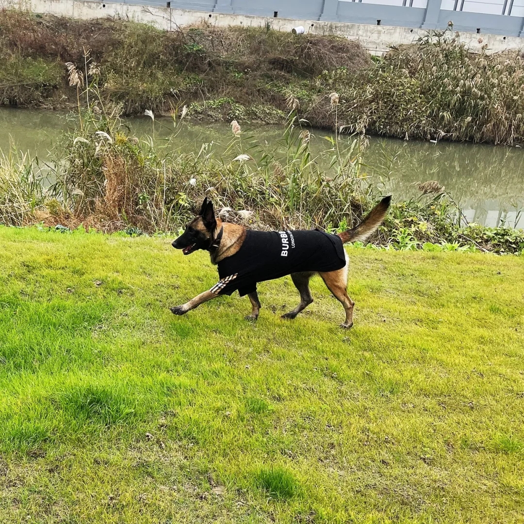 领养的退役警犬近况