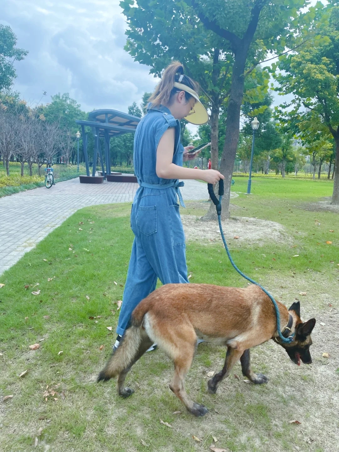 领养的退役警犬近况