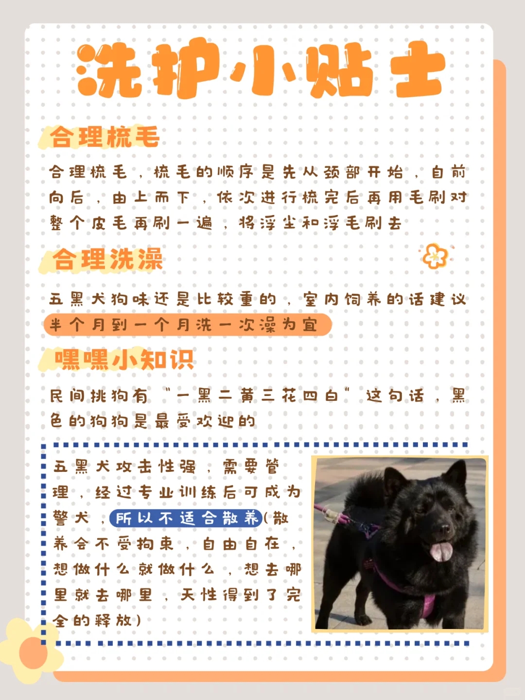 身价猛涨的五黑犬你家有吗