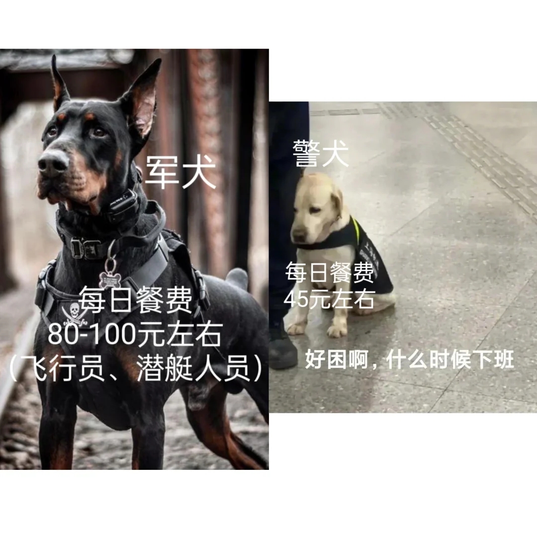 军犬和警犬都挺帅，但是有啥区别呢？