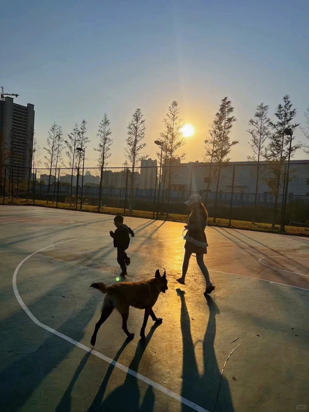 领养的退役警犬近况