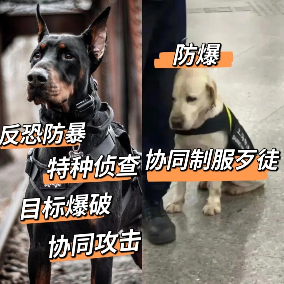 军犬和警犬都挺帅，但是有啥区别呢？