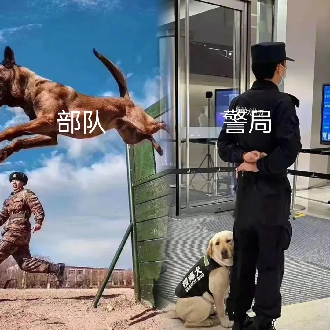 军犬和警犬都挺帅，但是有啥区别呢？