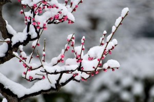 苏轼写梅花的词（苏轼关于梅花的诗词鉴赏）