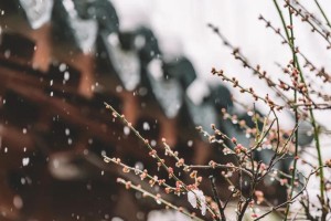 我的植物朋友梅花优秀作文