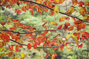 苏轼七绝《陌上花三首》原文及赏析