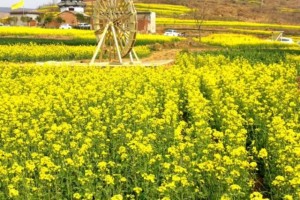 油菜花,现代诗