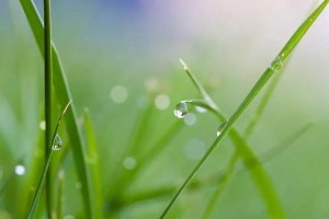 二十四节气之雨水古诗