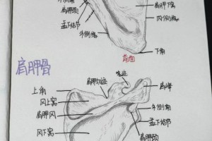 有哪些学校设解剖学