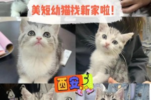 在博兴县哪里可以买到猫