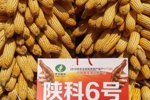 陕单226玉米品种怎么样