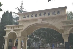 山东农业大学中外合作在哪个校区