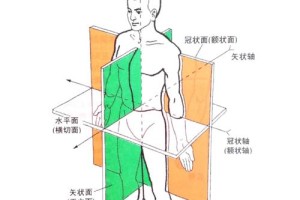 人体解剖学讲师怎么样