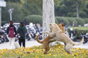 哪些大学里有小动物