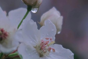 来声多少落知雨繁花叶