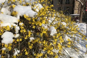 有多少人叫宁春雪